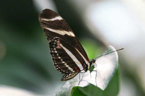 Schmetterling auf Blüte